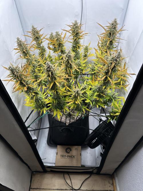 Gorilla Cookies 420FB. Week 15