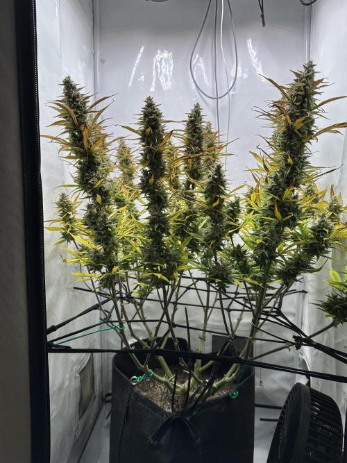 Gorilla Cookies 420FB. Week 15