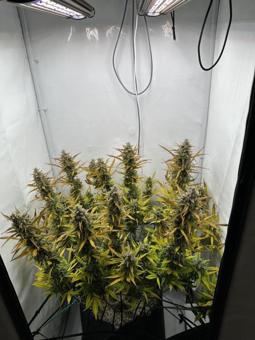 Gorilla Cookies 420FB. Week 15