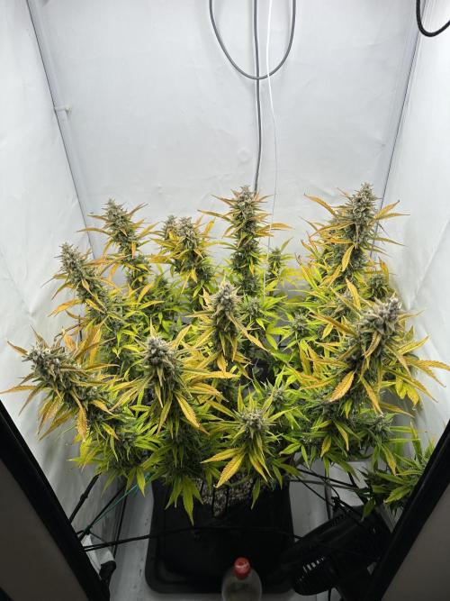 Gorilla Cookies 420FB. Week 15