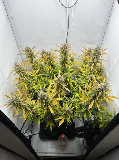 Gorilla Cookies 420FB. Week 15