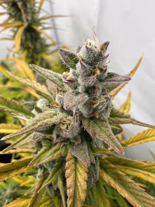 Gorilla Cookies 420FB. Week 15