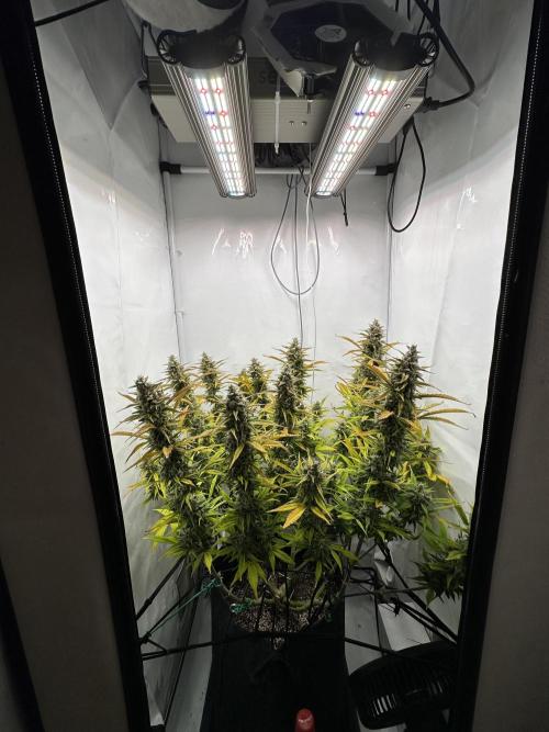 Gorilla Cookies 420FB. Week 15