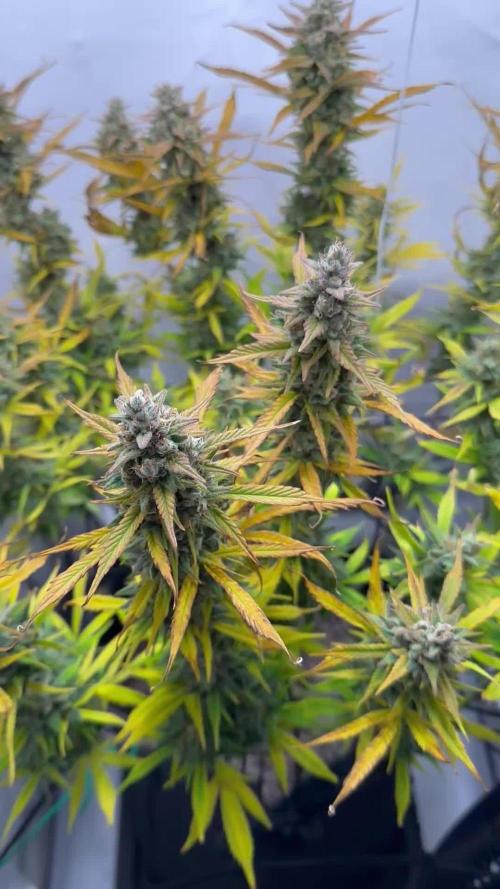 Gorilla Cookies 420FB