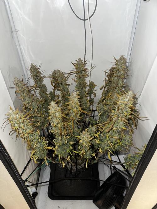 Gorilla Cookies 420FB. Week 16