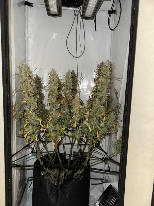 Gorilla Cookies 420FB. Week 16