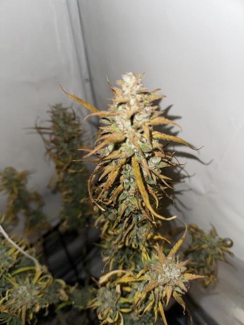 Gorilla Cookies 420FB. Week 16