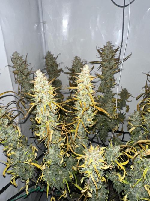 Gorilla Cookies 420FB. Week 16