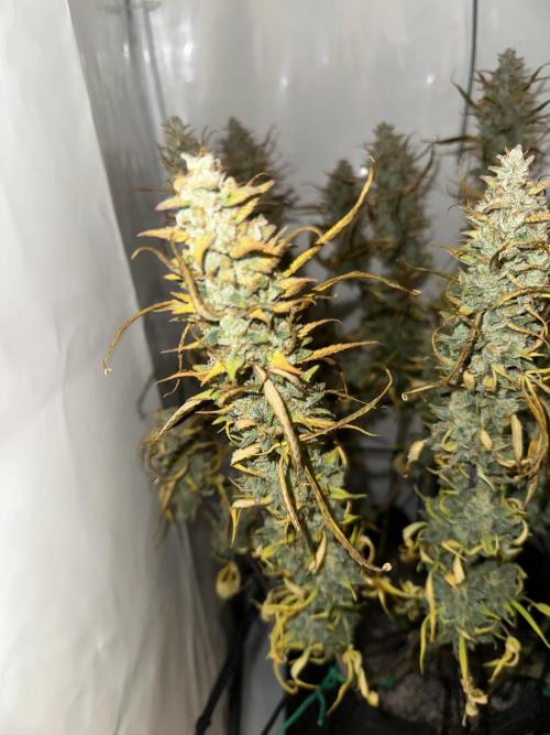 Gorilla Cookies 420FB. Week 16