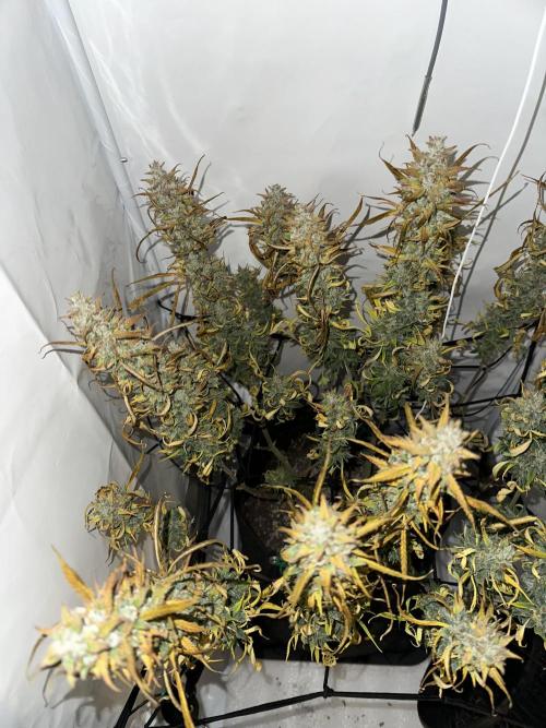 Gorilla Cookies 420FB. Week 16