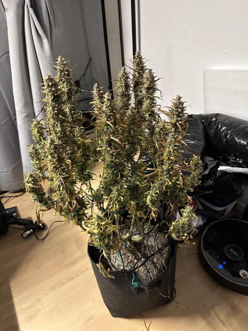 Gorilla Cookies 420FB. Week 16