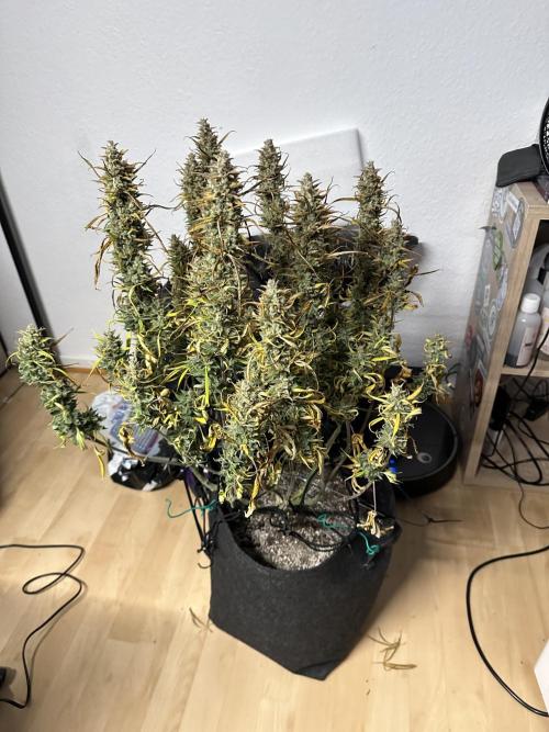 Gorilla Cookies 420FB. Week 16