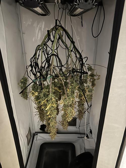 Gorilla Cookies 420FB. Week 16