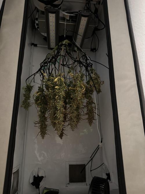 Gorilla Cookies 420FB. Week 16