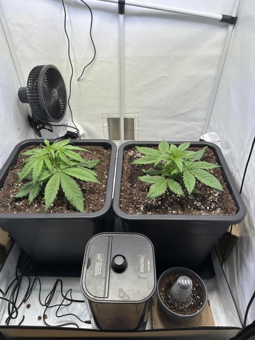 Pineapple Express F1 Zamnesia. Week 4