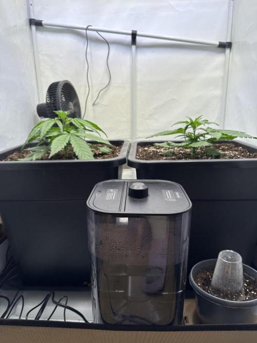 Pineapple Express F1 Zamnesia. Week 4