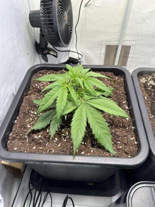 Pineapple Express F1 Zamnesia. Week 4