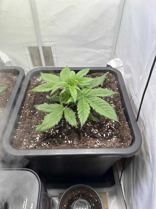 Pineapple Express F1 Zamnesia. Week 4