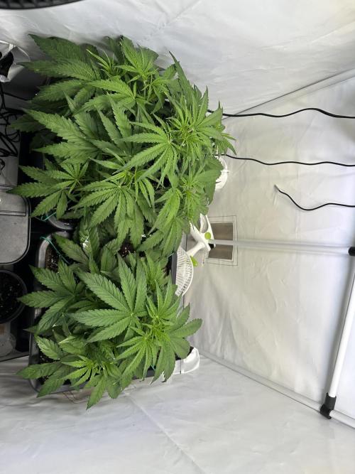 Pineapple Express F1 Zamnesia. Week 5