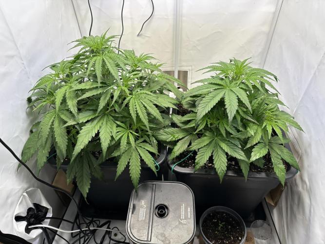 Pineapple Express F1 Zamnesia. Week 5