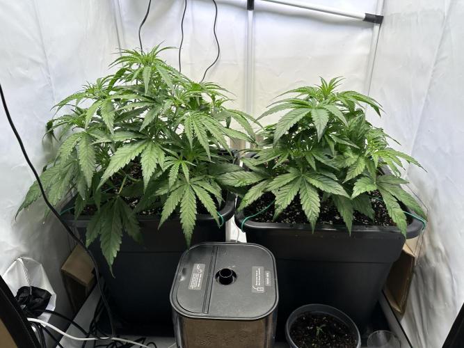 Pineapple Express F1 Zamnesia. Week 5