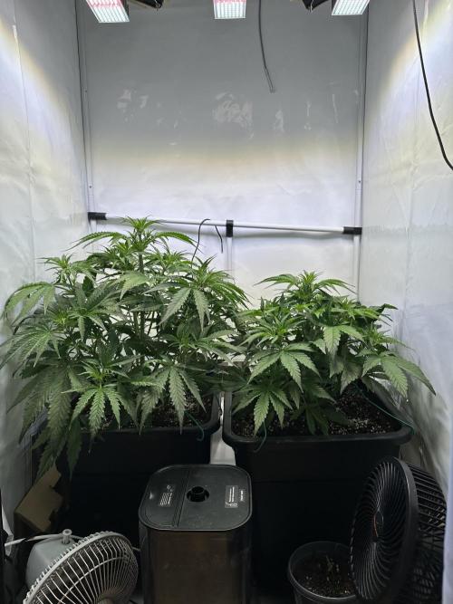 Pineapple Express F1 Zamnesia. Week 6