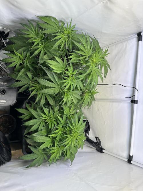 Pineapple Express F1 Zamnesia. Week 6