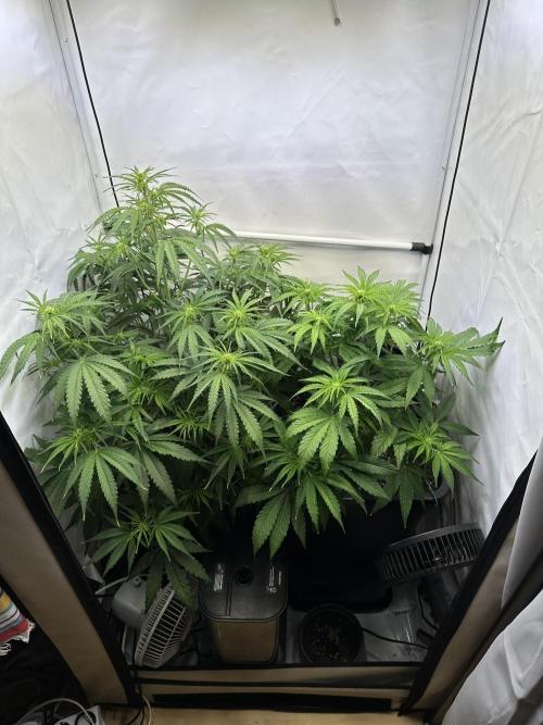 Pineapple Express F1 Zamnesia. Week 7