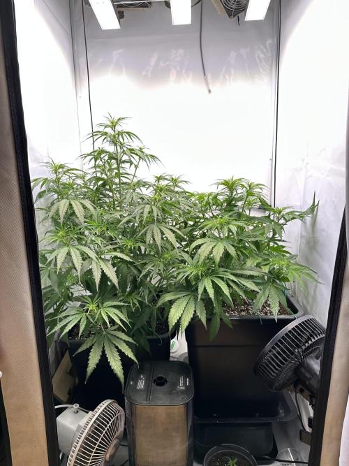 Pineapple Express F1 Zamnesia. Week 7