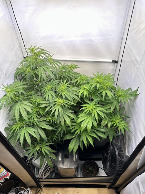 Pineapple Express F1 Zamnesia. Week 7