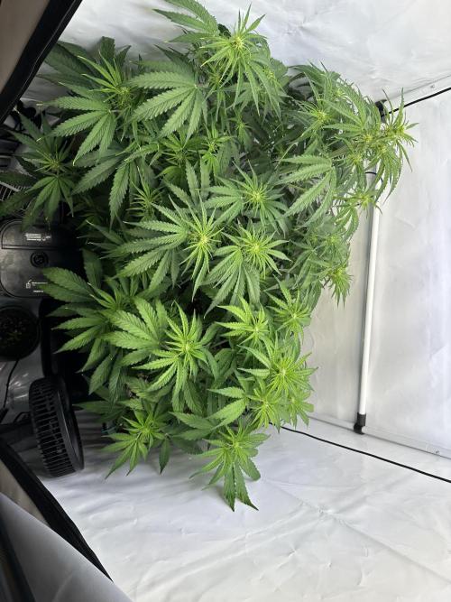 Pineapple Express F1 Zamnesia. Week 7