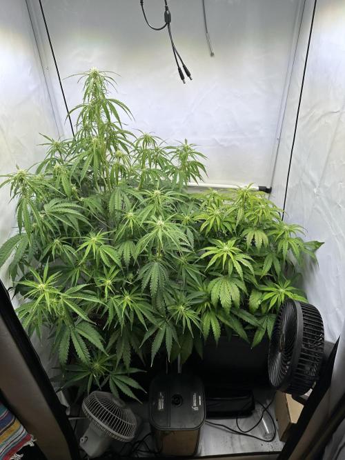 Pineapple Express F1 Zamnesia. Week 8