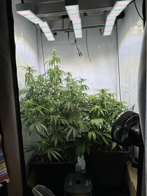 Pineapple Express F1 Zamnesia. Week 8