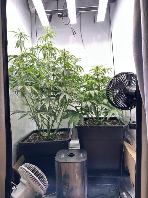 Pineapple Express F1 Zamnesia. Week 8