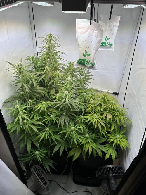 Pineapple Express F1 Zamnesia. Week 9