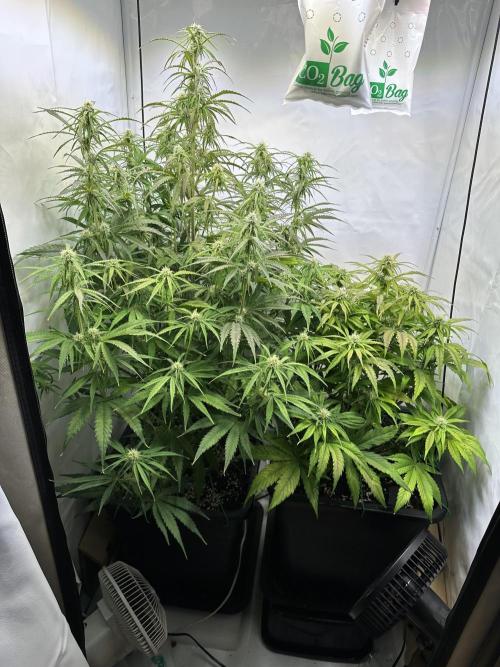 Pineapple Express F1 Zamnesia. Week 9