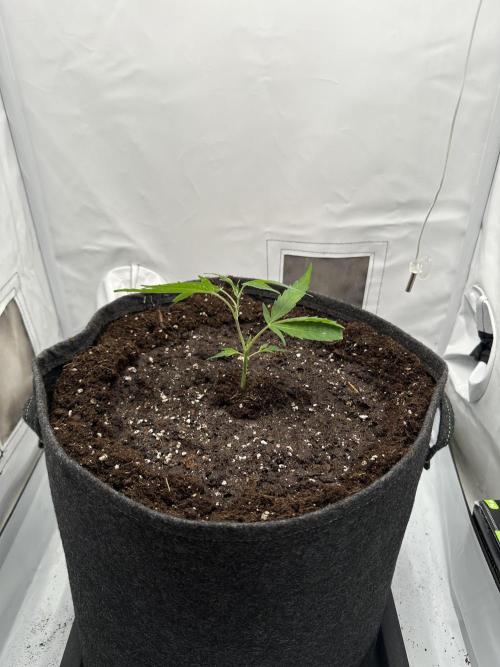 PowerPlant photo X Greenception GCx4-PWR. Week 2