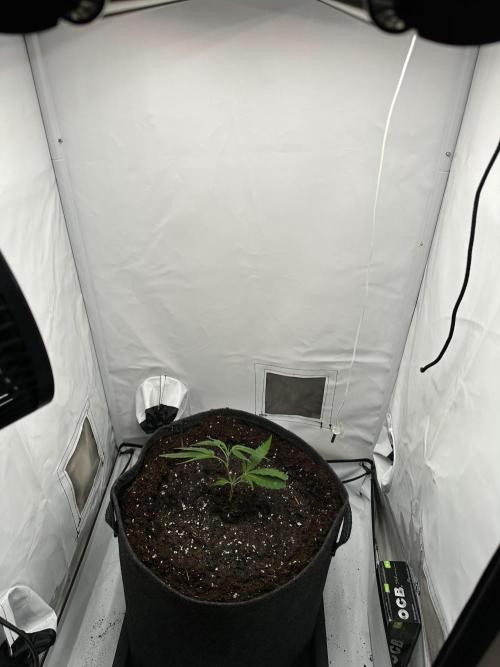 PowerPlant photo X Greenception GCx4-PWR. Week 2