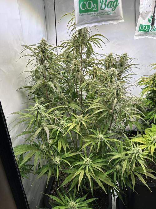 Pineapple Express F1 Zamnesia. Week 10
