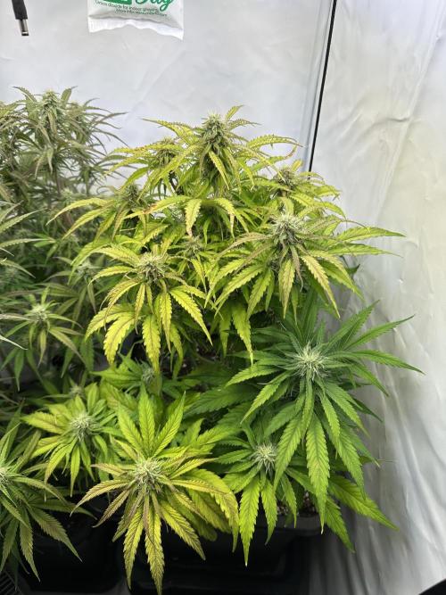 Pineapple Express F1 Zamnesia. Week 10