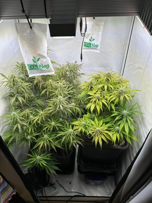 Pineapple Express F1 Zamnesia. Week 10