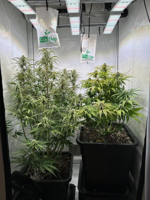 Pineapple Express F1 Zamnesia. Week 10