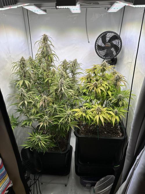 Pineapple Express F1 Zamnesia. Week 11