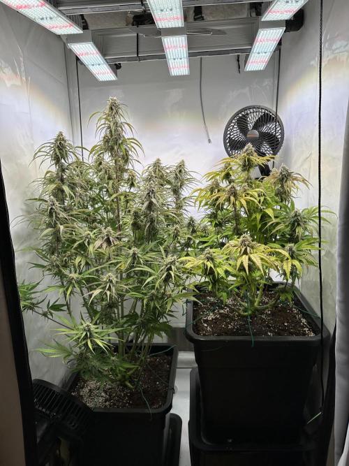 Pineapple Express F1 Zamnesia. Week 11