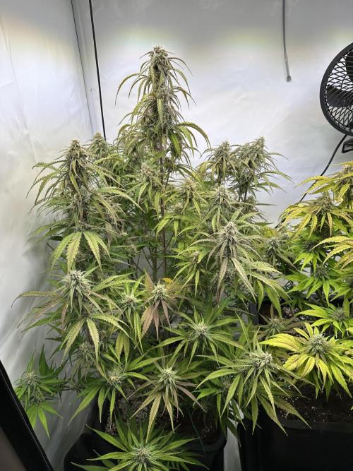 Pineapple Express F1 Zamnesia. Week 11