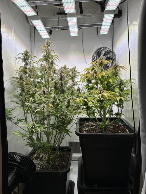 Pineapple Express F1 Zamnesia. Week 11