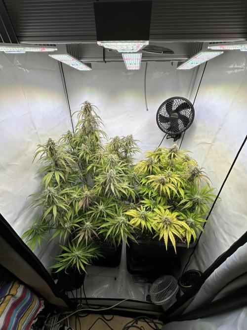 Pineapple Express F1 Zamnesia. Week 11