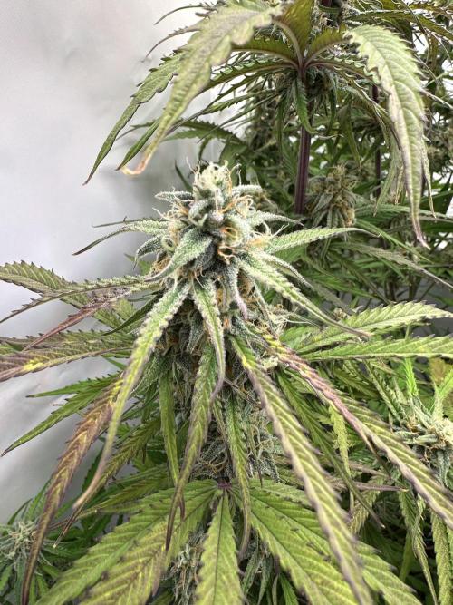 Pineapple Express F1 Zamnesia. Week 11