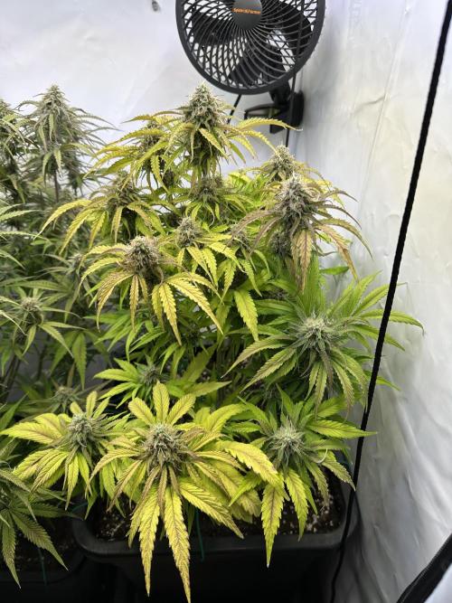 Pineapple Express F1 Zamnesia. Week 11