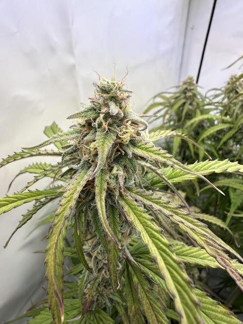 Pineapple Express F1 Zamnesia. Week 11